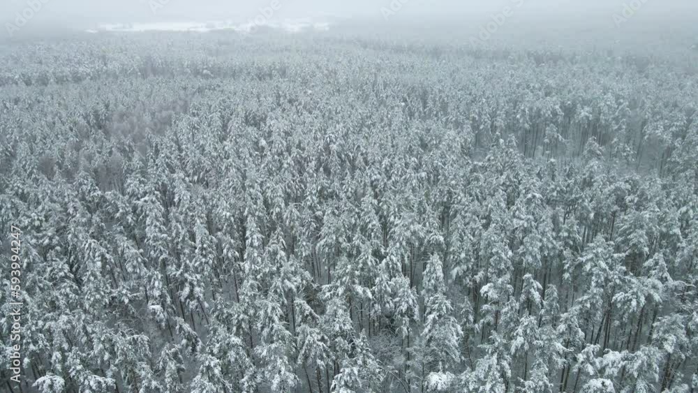 Aerial view of snow-covered trees in the forest Aerial view of snow-covered trees in the forest