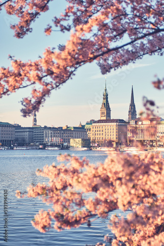 Hamburg City Hall in Springtime with Cherry Blossoms. High quality photo