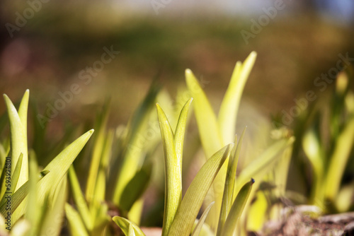 A close up of grass with the sun shining on it