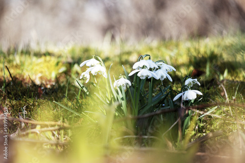 A field of snowdrops in the grass photo