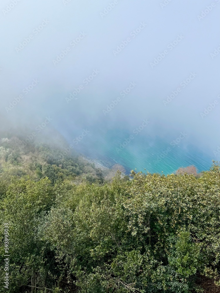 forest and sea in fog - stock 