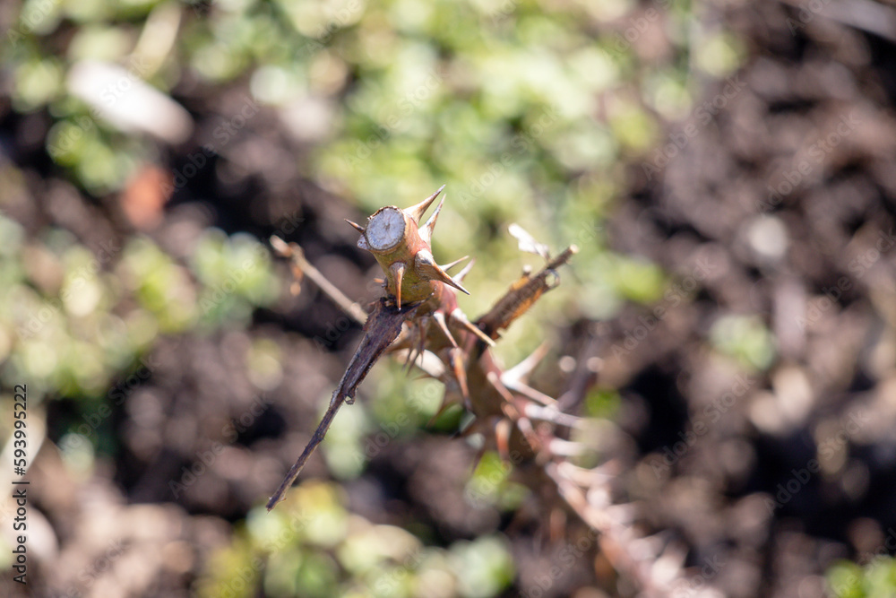 A cut branch of a rose bush with stings A cut branch of a rose bush with stings