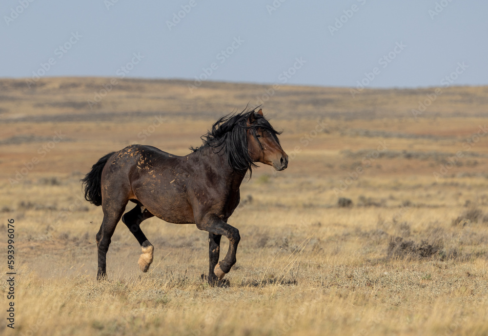 Wild Horses in the Wyoming Desert in Autumn