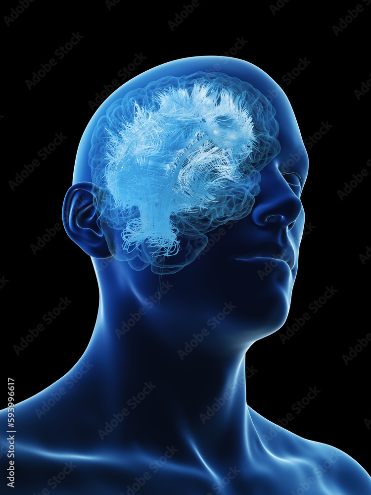 Obraz premium 3d illustration of a man's brain matter