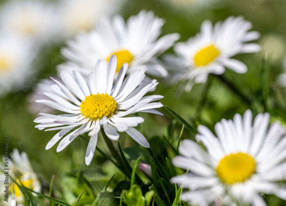 Fototapeta premium Macro image of a cluster of common daisy flowers