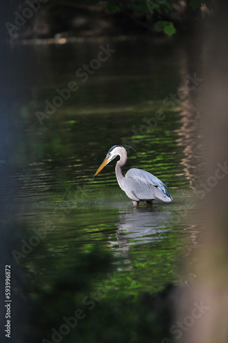 Great Blue Heron Wading in shallow water