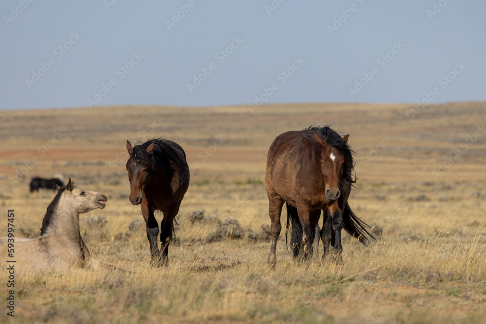 Fototapeta premium Wild Horses in the Wyoming Desert in Autumn