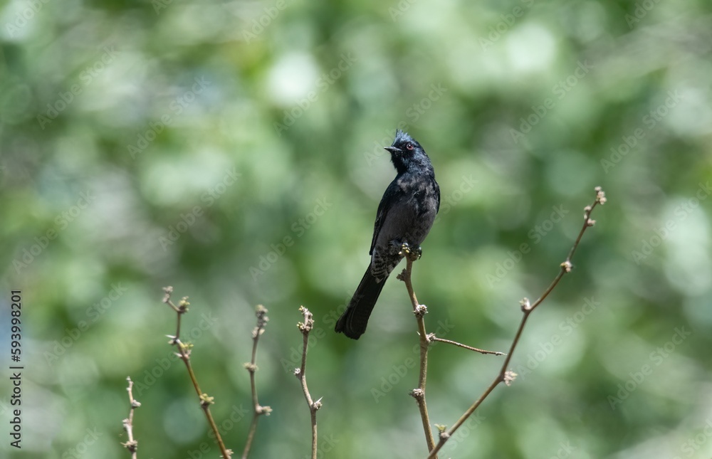 A phainopepla bird perched against green background showing red eye in Big Morongo Preserve A phainopepla bird perched against green background showing red eye in Big Morongo Preserve