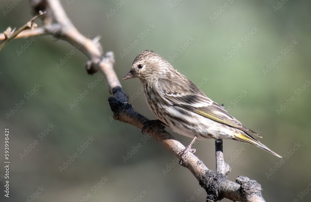 Pine siskin with perfectly conical beak and yellow highlighted wings perched up close on a bare branch Pine siskin with perfectly conical beak and yellow highlighted wings perched up close on a bare branch