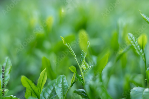 茶葉・茶畑・新茶