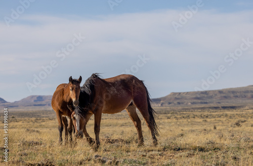 Wild Horses in the Wyoming Desert in Autumn © natureguy