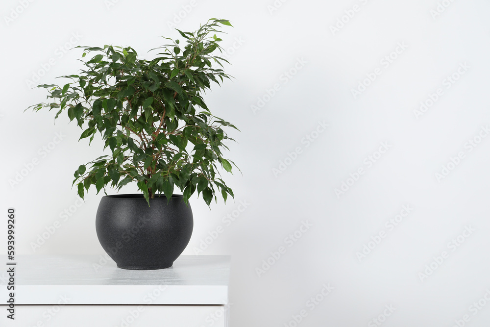 Fototapeta premium Potted ficus on chest of drawers near white wall, space for text. Beautiful houseplant