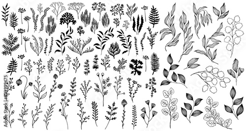 Meadow flowers, tree branches, algae water plants, corals isolated on white. Seaweeds polyps silhouettes set. Branches berries twigs flowers. Seaweeds coral reef underwater plans vector collection.