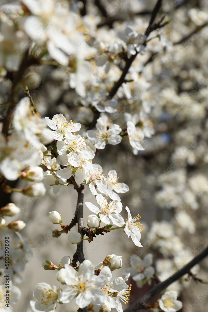 Beautiful cherry tree with white blossoms outdoors, closeup