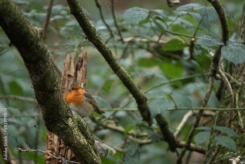 Selective focus shot of an orange European robin perched on a mossy branch