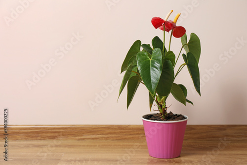Beautiful anthurium in pot on floor indoors, space for text. House plants