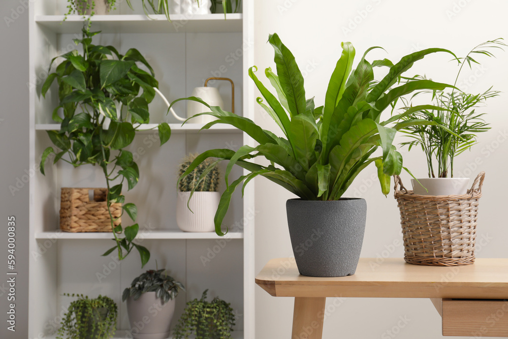 Green houseplants in pots near white wall, space for text