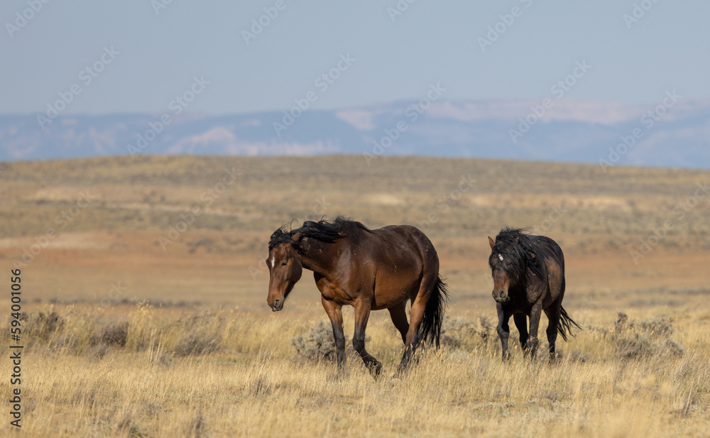 Obraz premium Wild Horses in the Wyoming Desert in Autumn