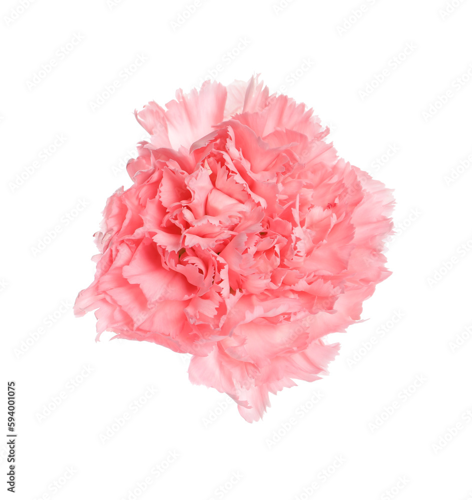 Beautiful pink carnation flower isolated on white Beautiful pink carnation flower isolated on white