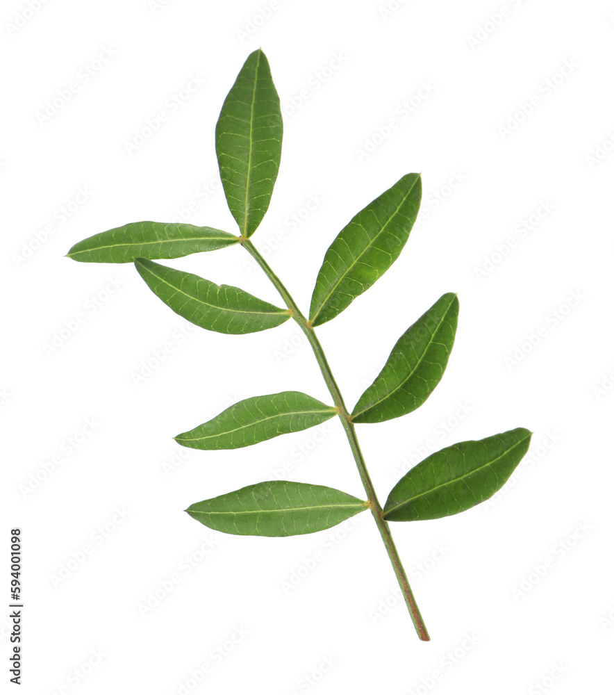 Branch with fresh green leaves isolated on white