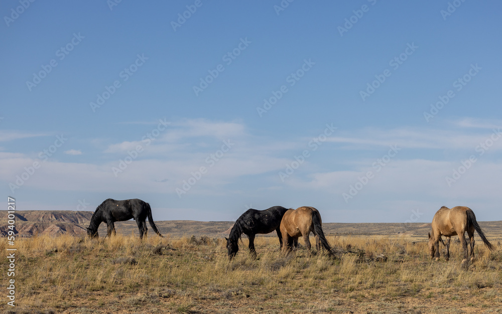 Wild Horses in the Wyoming Desert in Autumn
