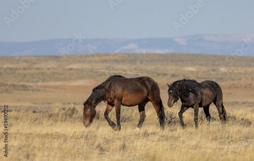 Wild Horses in the Wyoming Desert in Autumn