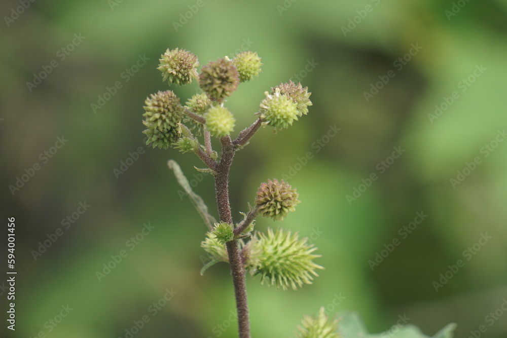 Eranda (Also called Ricinus communis, jarak, poison nut, bubble bush, castor oil plant, hedge castor oil plant) fruit on the tree Eranda (Also called Ricinus communis, jarak, poison nut, bubble bush, castor oil plant, hedge castor oil plant) fruit on the tree