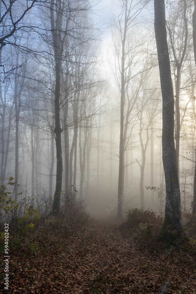 A misty morning in a tranquil forest in the town of Solothurn, Wisen municipality of Switzerland A misty morning in a tranquil forest in the town of Solothurn, Wisen municipality of Switzerland