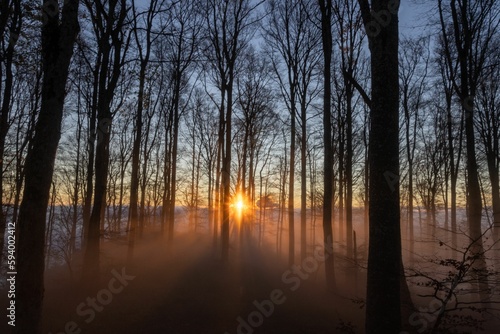 A misty morning in a forest in the town of Solothurn  Wisen municipality of Switzerland