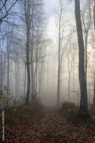A misty morning in a tranquil forest in the town of Solothurn  Wisen municipality of Switzerland