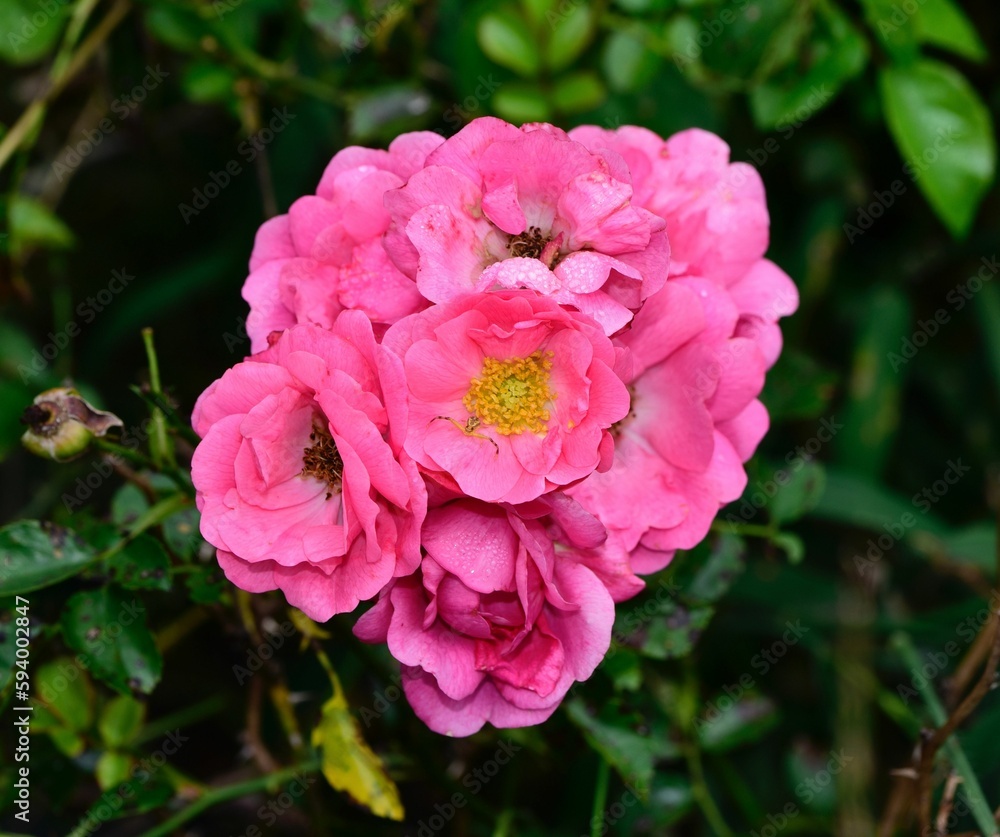 Closeup shot of pink flower in bloom against blurred greenery background