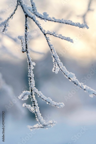 Vertical close-up of a tree coated with a white frosty layer of snow