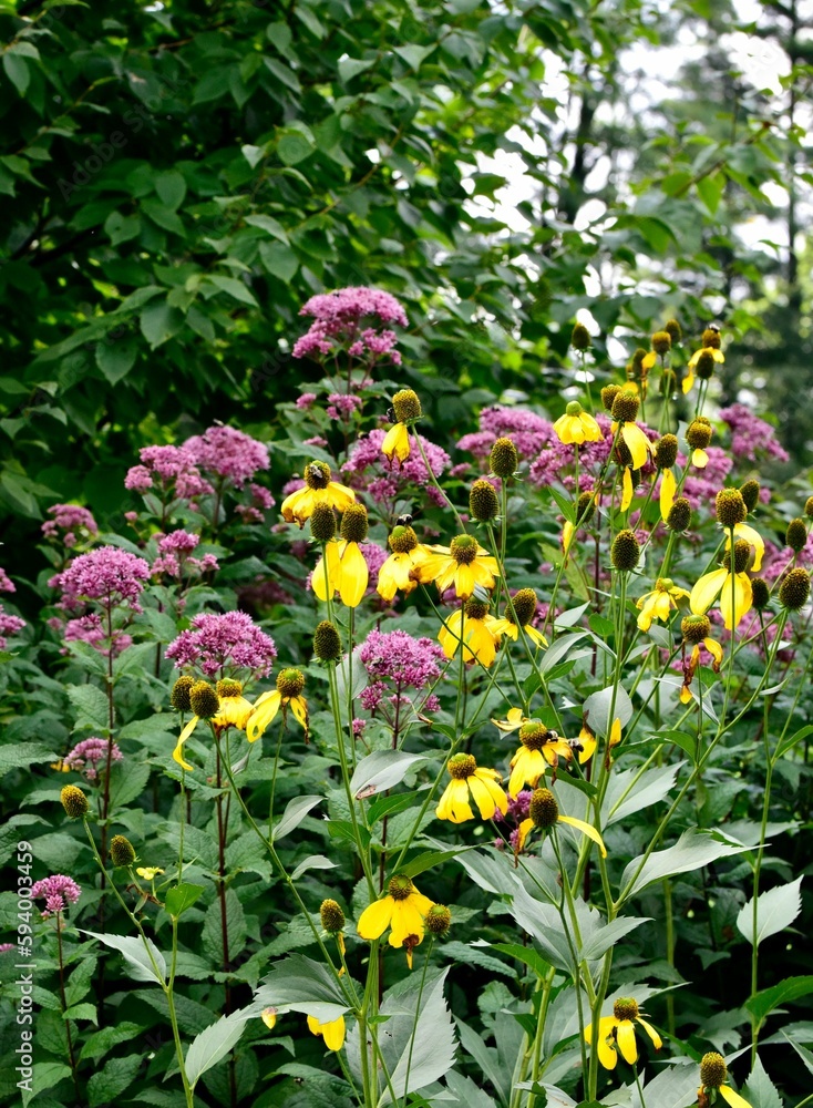 Vertical shot of Cutleaf coneflowers in a garden