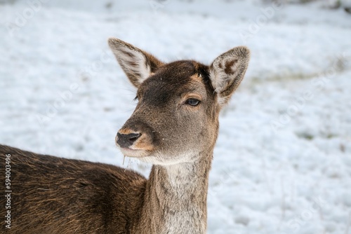 Closeup of the gray and black European fallow deer (Dama dama) standing in the snow looking aside