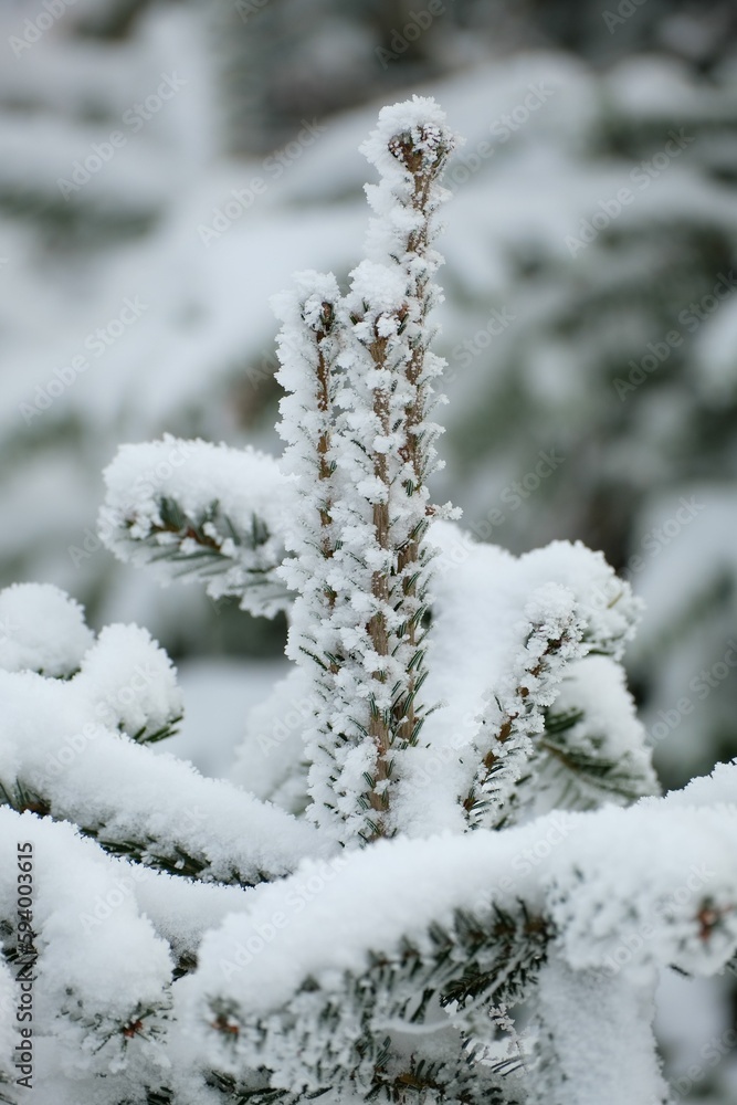 Closeup shot of the pine tree branches with green leaves covered by snow on a blurry background Closeup shot of the pine tree branches with green leaves covered by snow on a blurry background