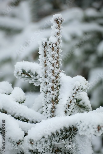 Closeup shot of the pine tree branches with green leaves covered by snow on a blurry background