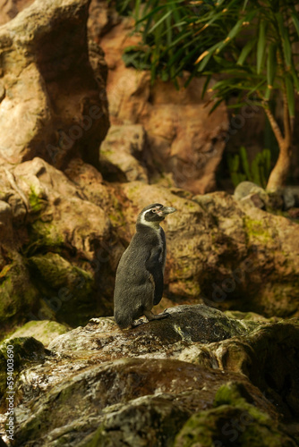 The penguin stands on a rock against the background of a rock and looks to the side. The concept of protection of exotic animals. Travel concept