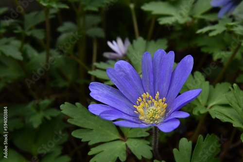 Przypominaj  cy niebiesk   stokrotk   zawilec powabny  Anemone blanda  