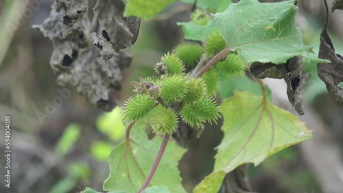 Eranda (Also called Ricinus communis, jarak, poison nut, bubble bush, castor oil plant, hedge castor oil plant) fruit on the tree