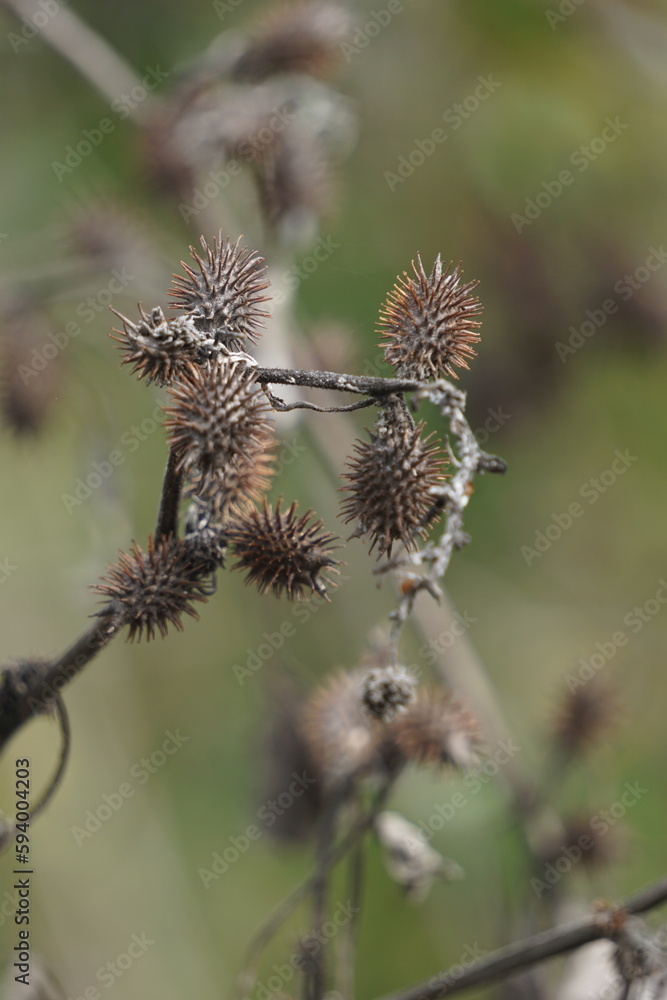 Eranda (Also called Ricinus communis, jarak, poison nut, bubble bush, castor oil plant, hedge castor oil plant) fruit on the tree Eranda (Also called Ricinus communis, jarak, poison nut, bubble bush, castor oil plant, hedge castor oil plant) fruit on the tree