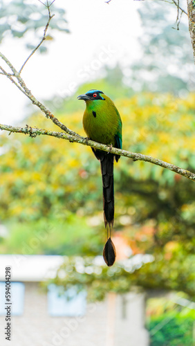 El momoto amazónico o momoto común3​ (Momotus momota), también denominado pájaro león (en Venezuela), barranquero o barranquillo coronado (en Colombia), relojero amazónico (en Perú) o burgo (en Argent
