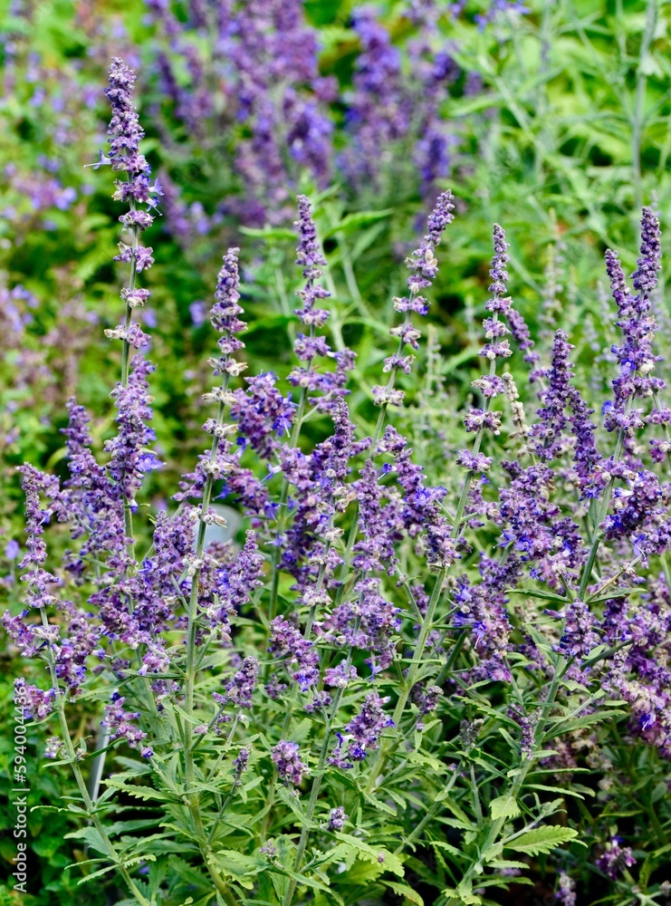 Obraz premium Vertical shot of Russian Sage blooming in a garden