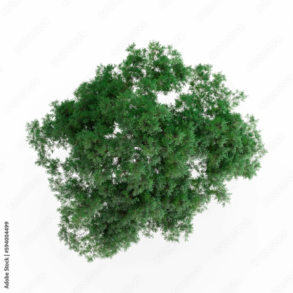 Fototapeta premium Illustration of a green plant isolated on white background