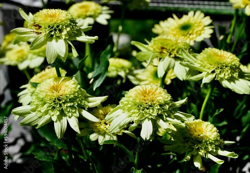 Close-up shot of Sundial Zenith coneflowers in sunlight