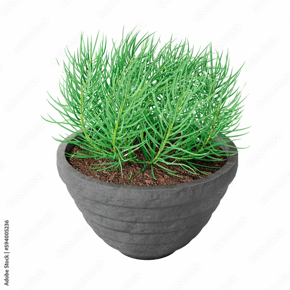 3D rendering illustration of a green plant in a pot isolated on a white background 3D rendering illustration of a green plant in a pot isolated on a white background
