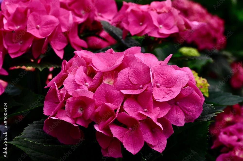 Closeup of pink petal Merritt's Supreme Hydrangea flowers in the garden, surrounded by green leaves