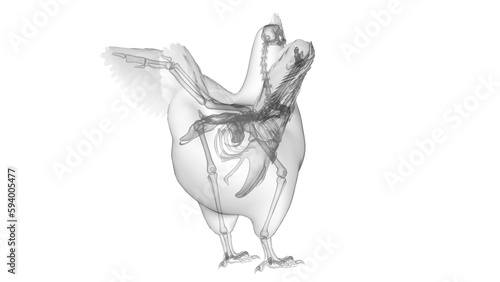 3d illustration of a chicken s skeletal system
