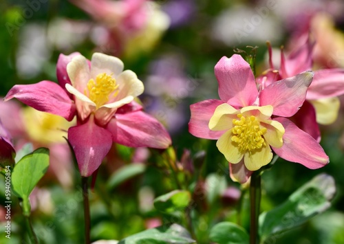 Closeup shot of columbine pink and yellow flowers blooming in a garden © Nikongal/Wirestock Creators
