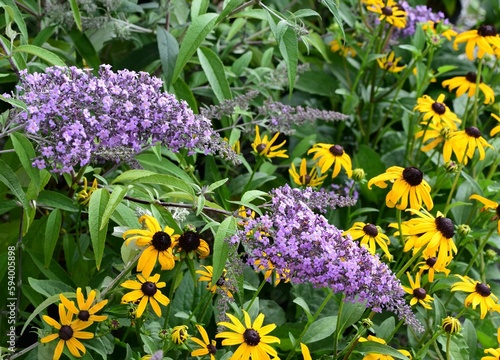 Photography Closeup of purple Buddleia, butterfly bush flowering plant and yellow rudbeckia