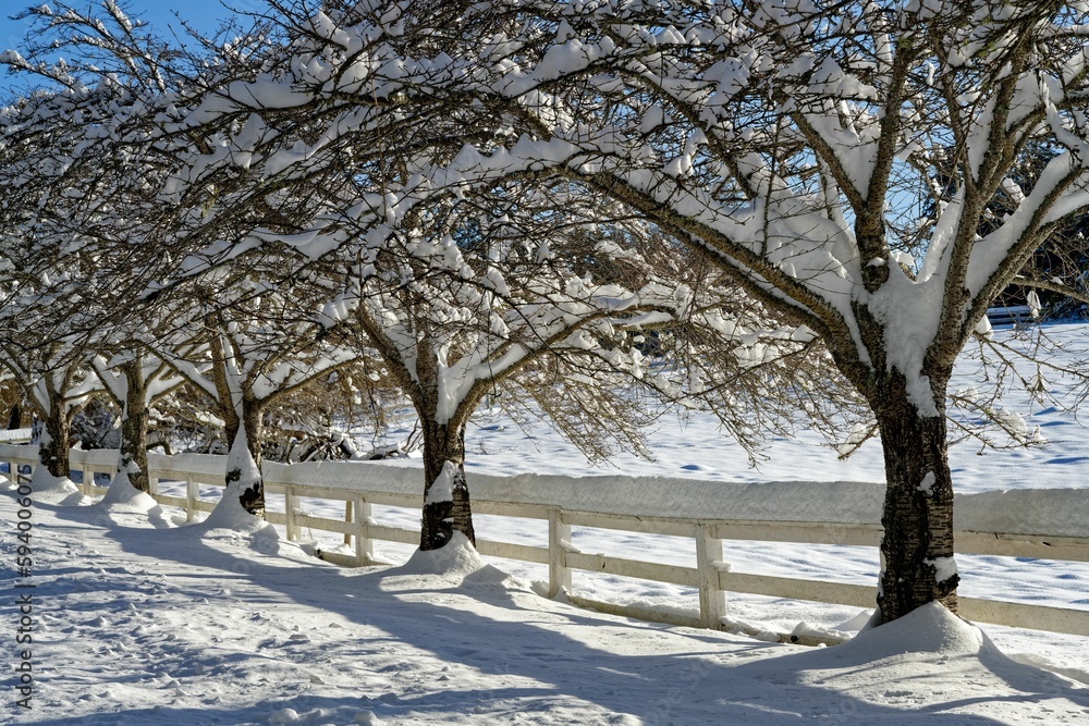 Trees covered with snow in winter in North Saanich, Vancouver Island, Canada